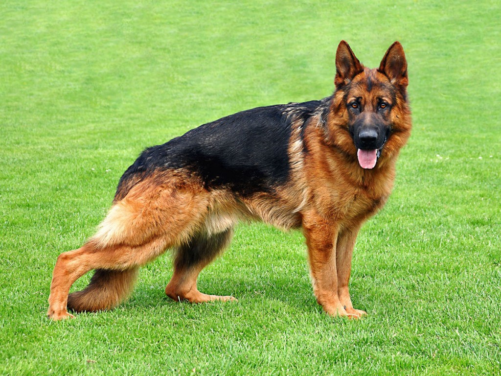 real german shepherd