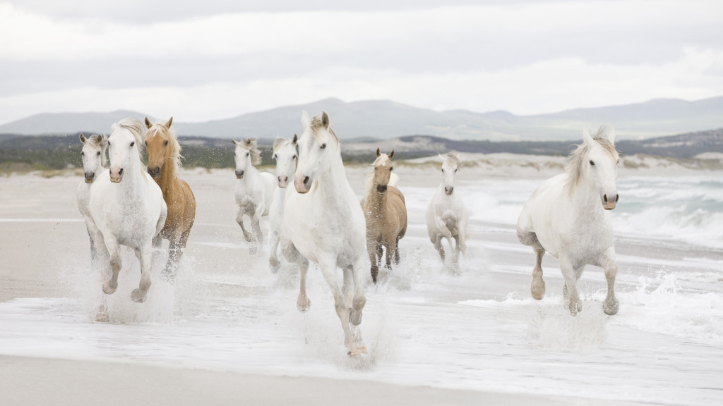 horse family on the beach