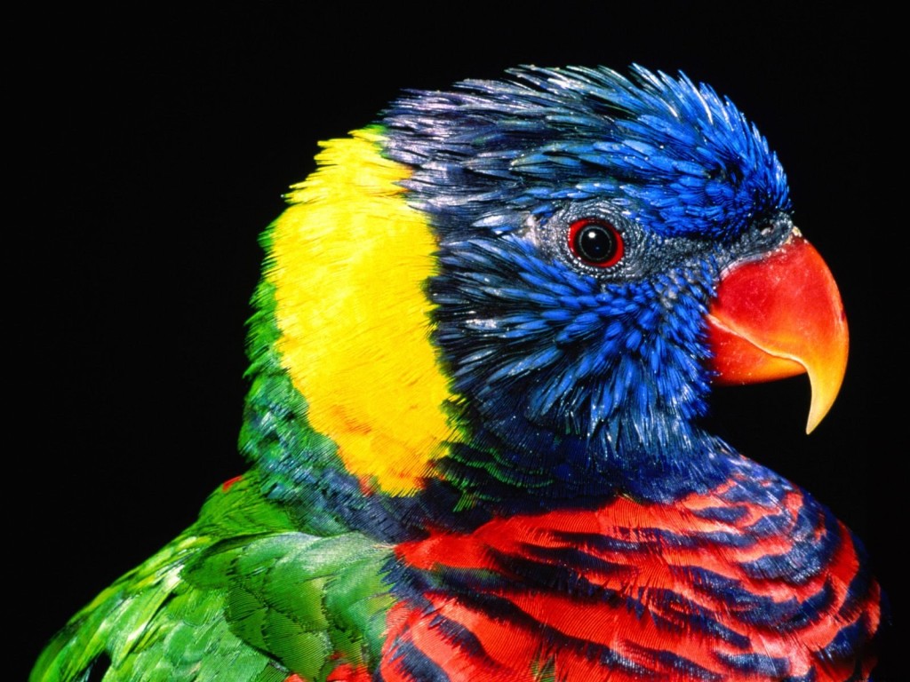color ful parrot