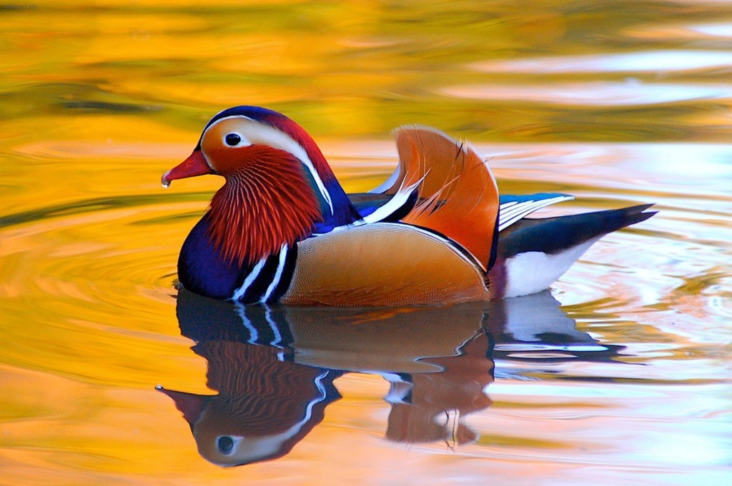 colourful duck