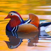 colourful duck