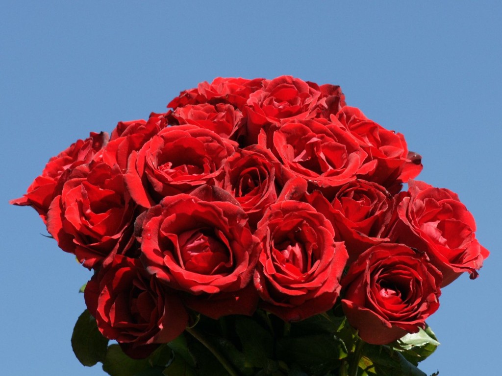 bigg bouquet rose