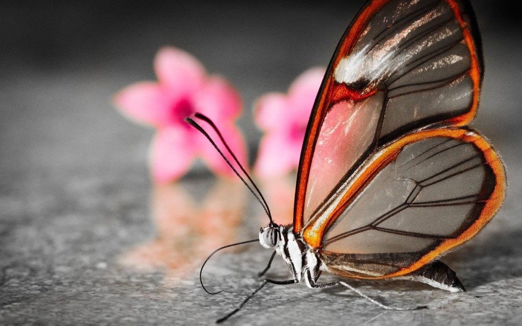 amazing colorful butterfly