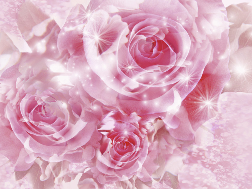 pink rose buds