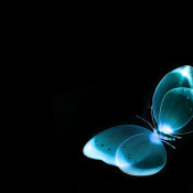 blue butterfly with black background