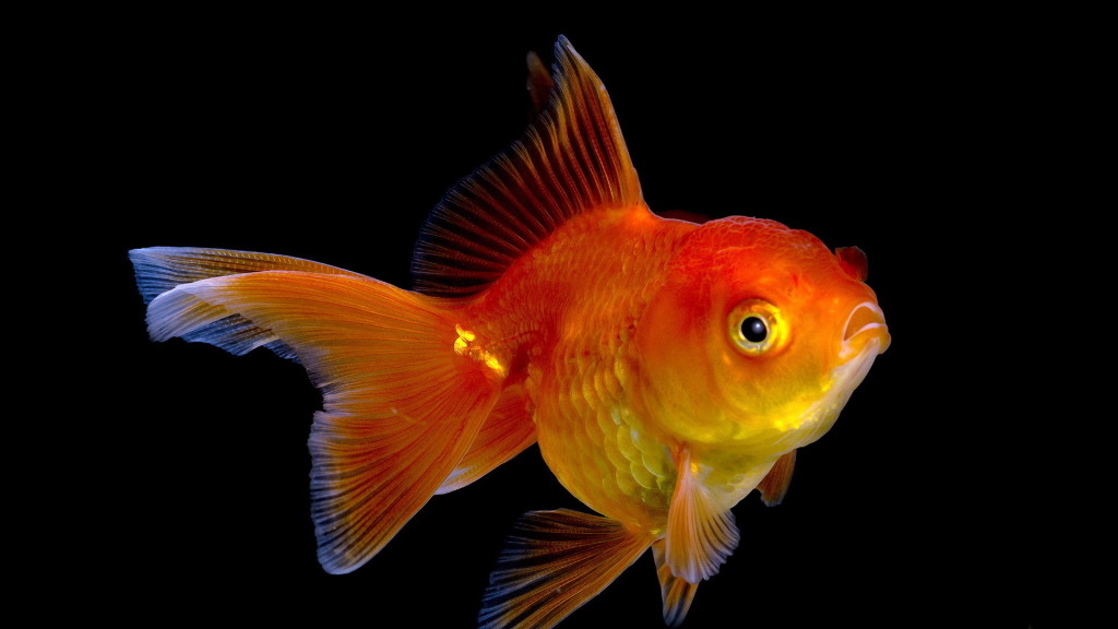 beautiful gold fish