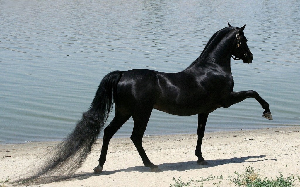 awesome black horse