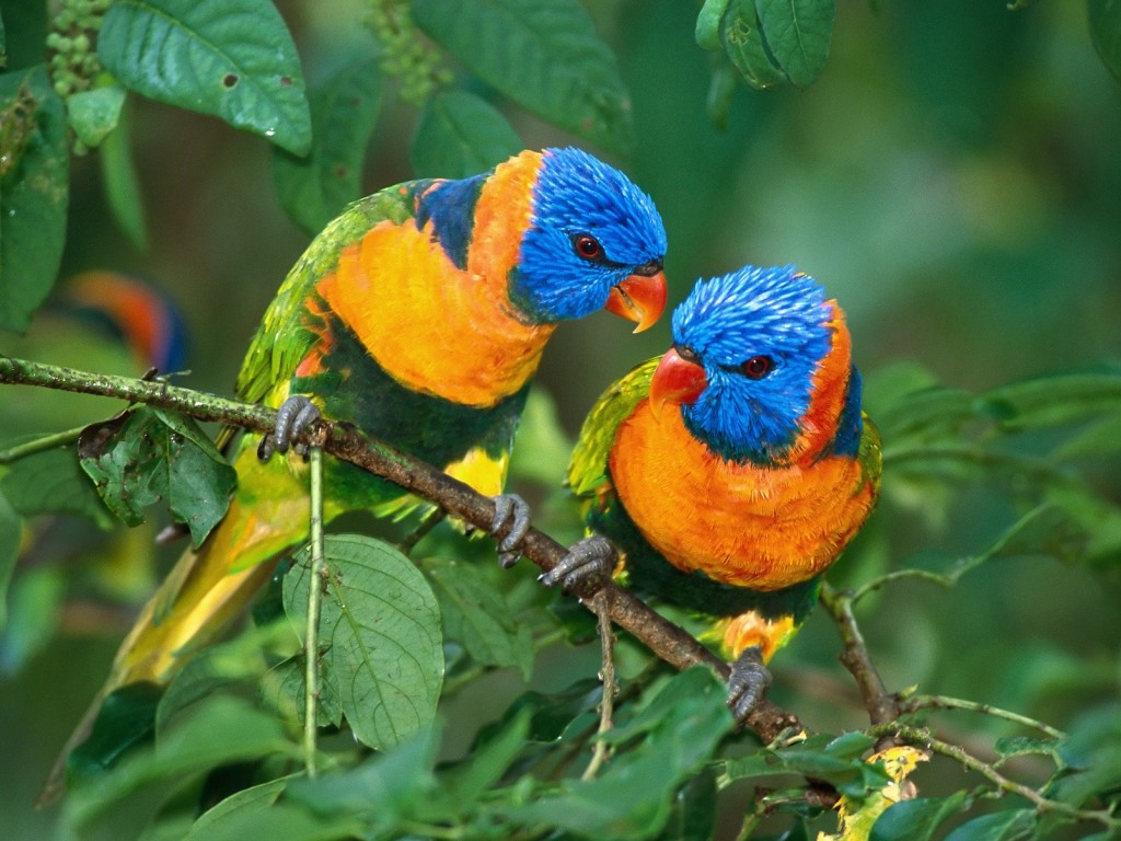 beautiful parrots pare