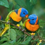 beautiful parrots pare