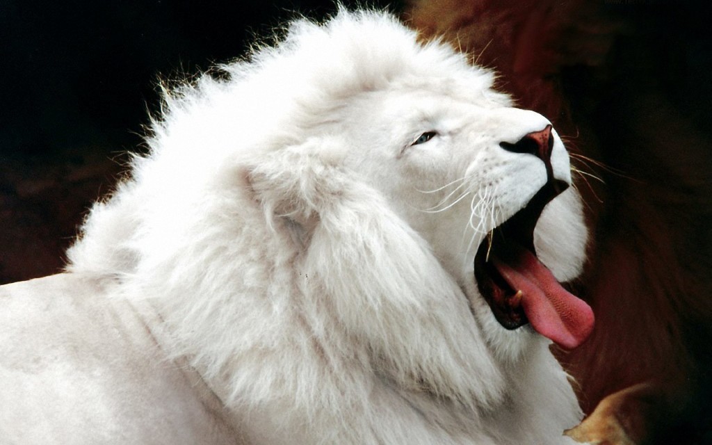 lions open mouth