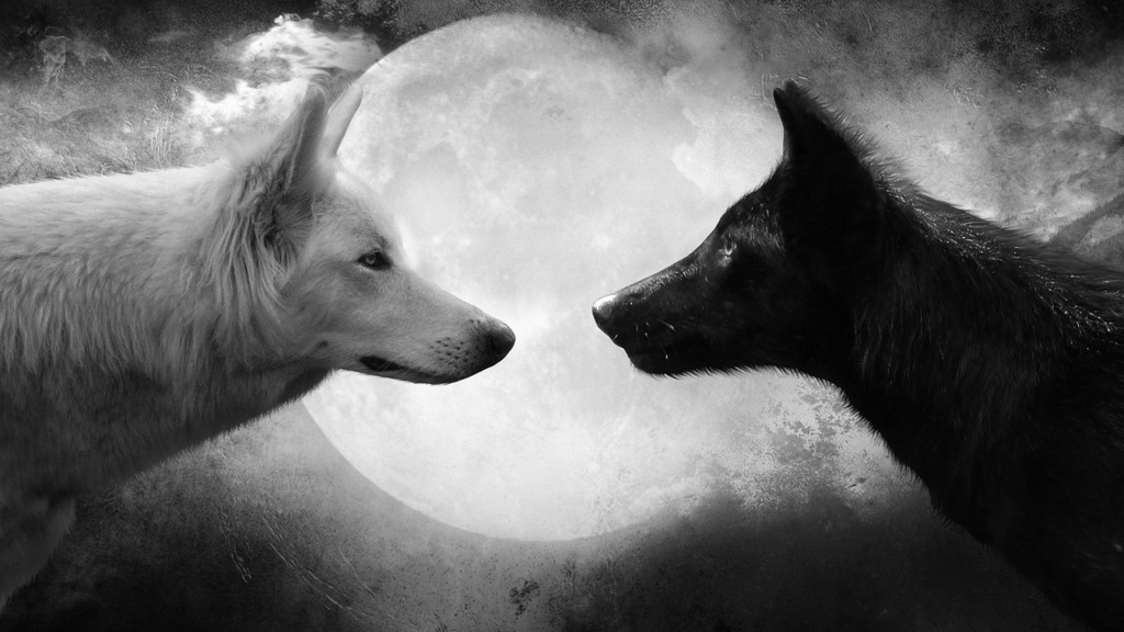 white and black wolf couple