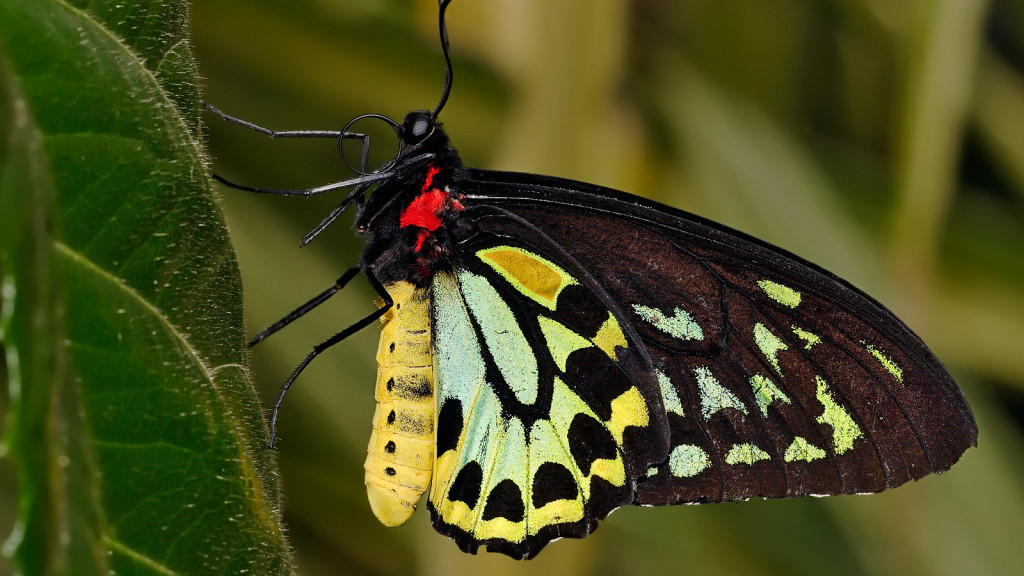black butterfly with yellow dots