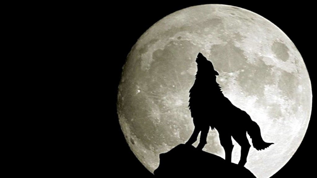 wolf in moon
