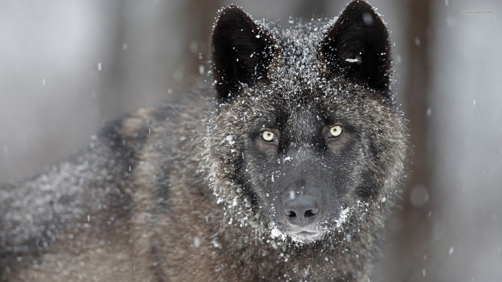 black wolf snow