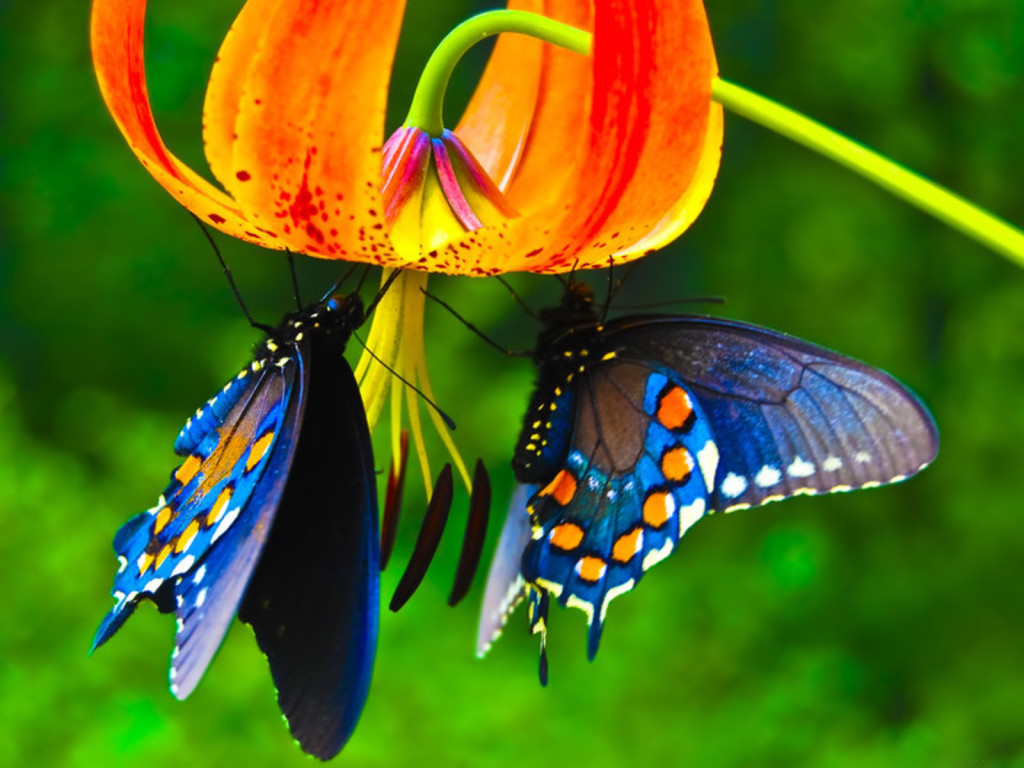 orange rose with blue butterfly
