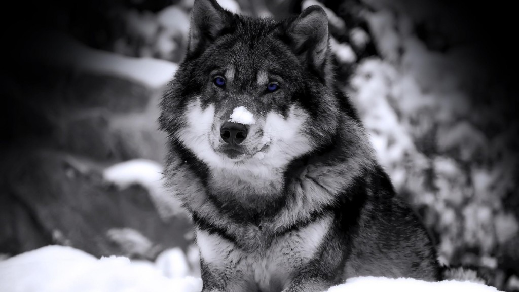 wolf blue eyes