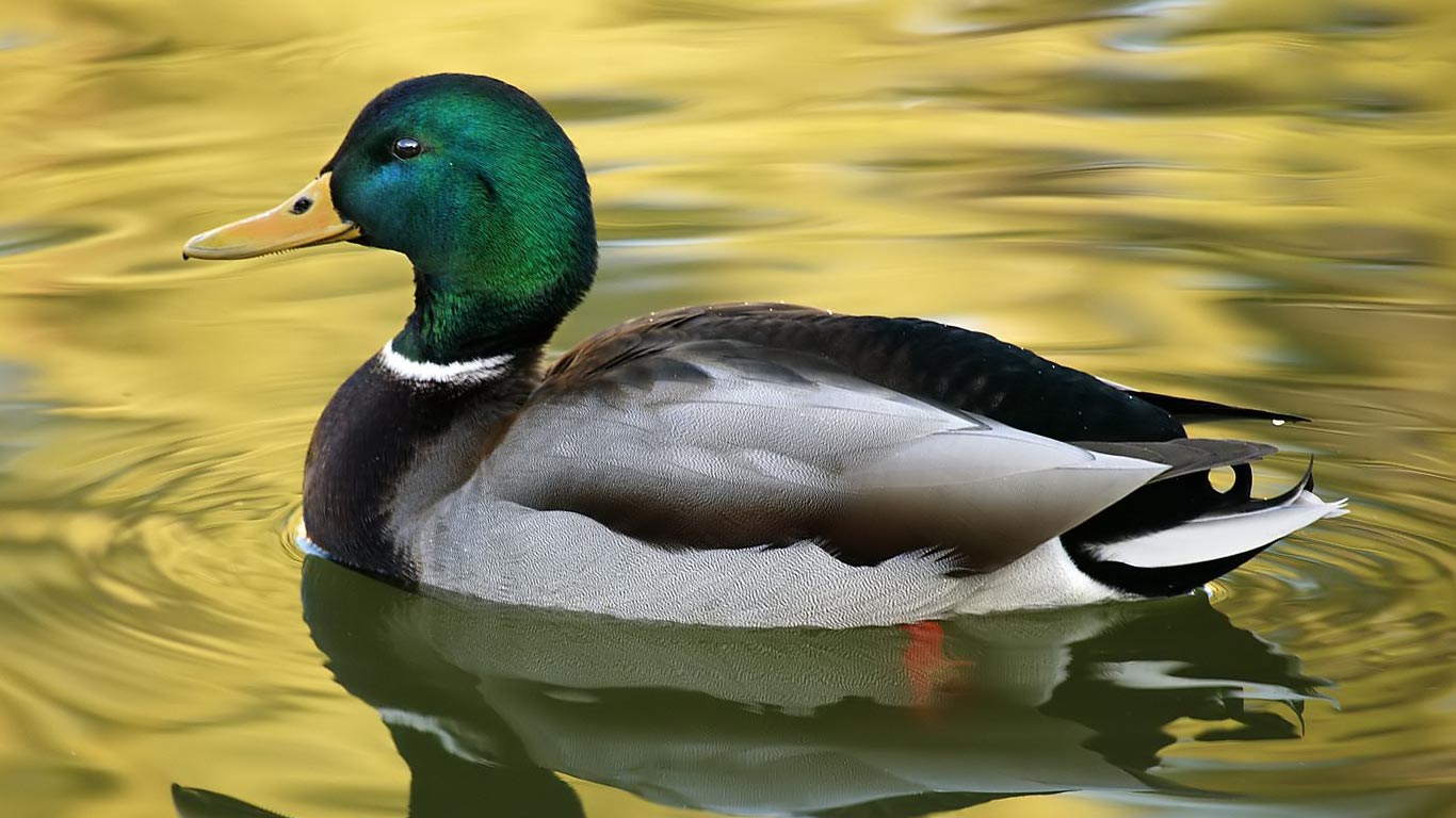 High Definition Duck Wallpapers.