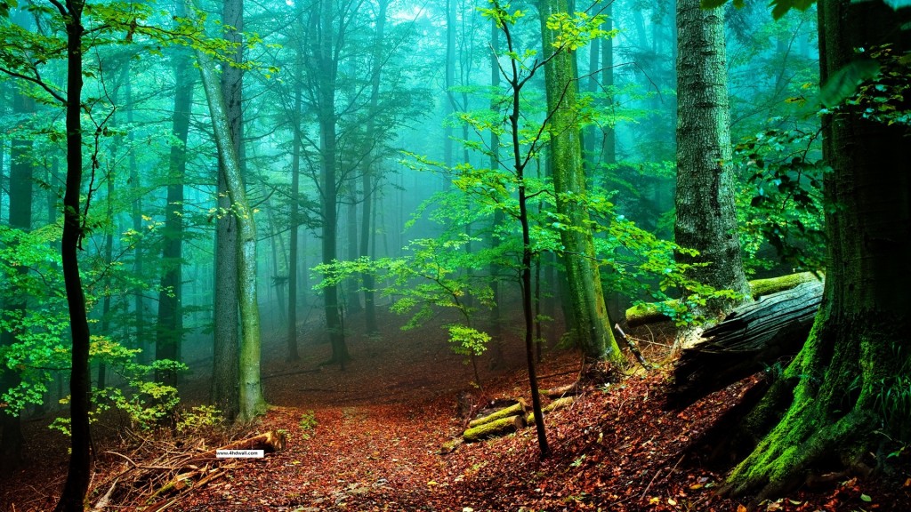 awesome forest scene