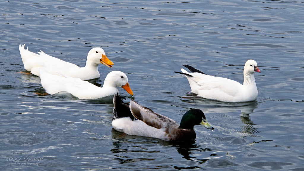 beautiful duck rows