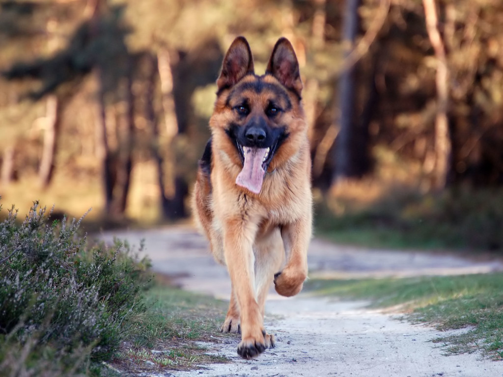 run german shepherd