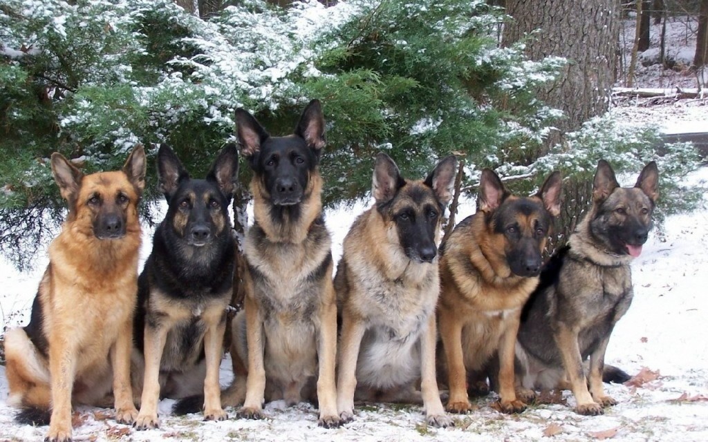 german shepherd with family