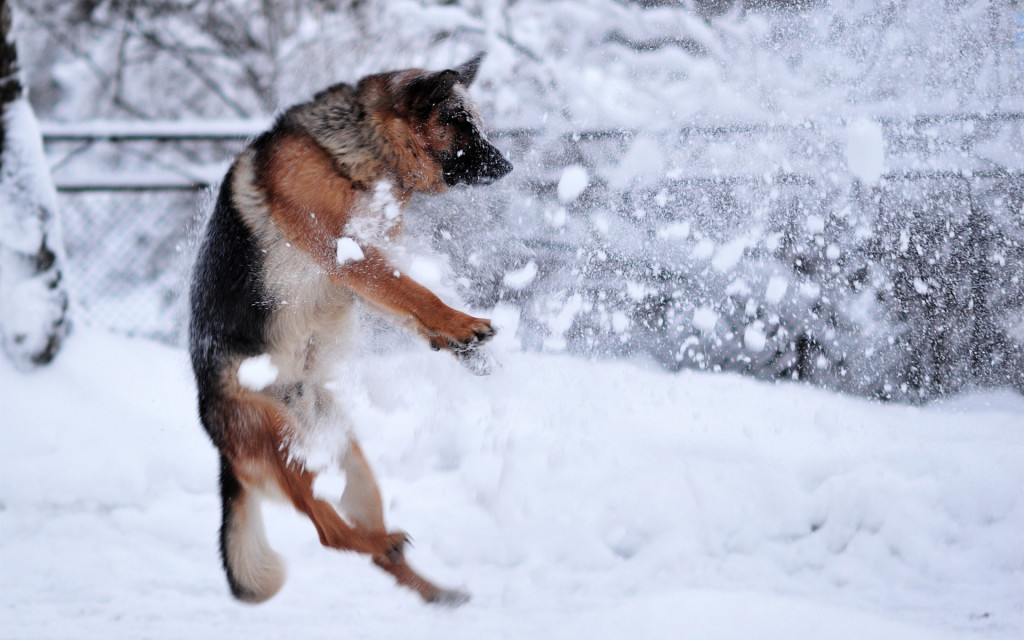 german shepherd in snow