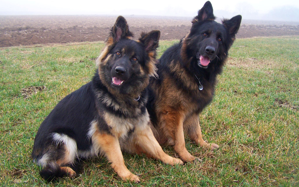 german shepherd twins puppies