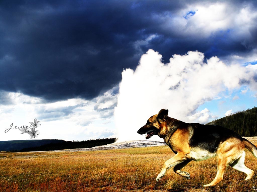 running german shepherd