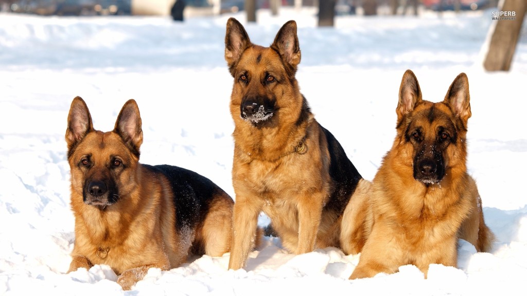 german shapherd enjoying in snow