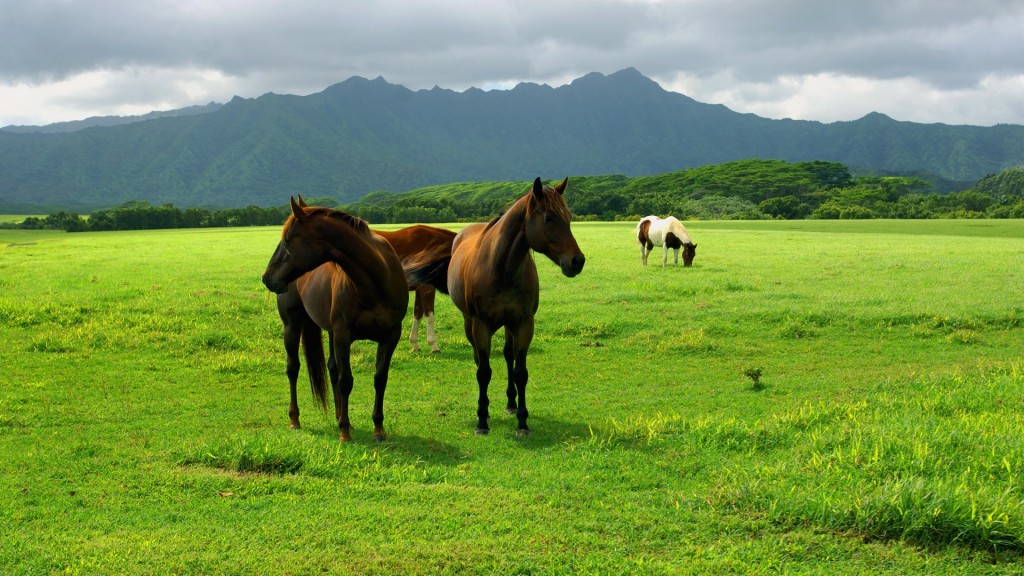 horses on the open ground