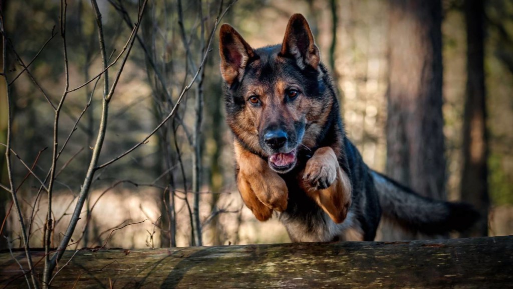 awesome jump German Shepherd