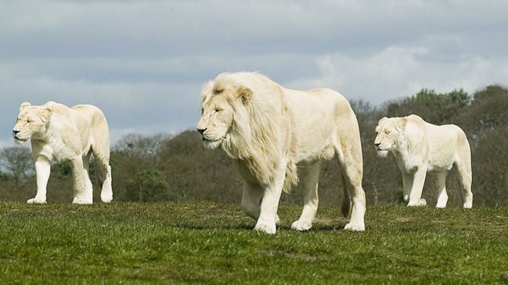 Wight three Lions
