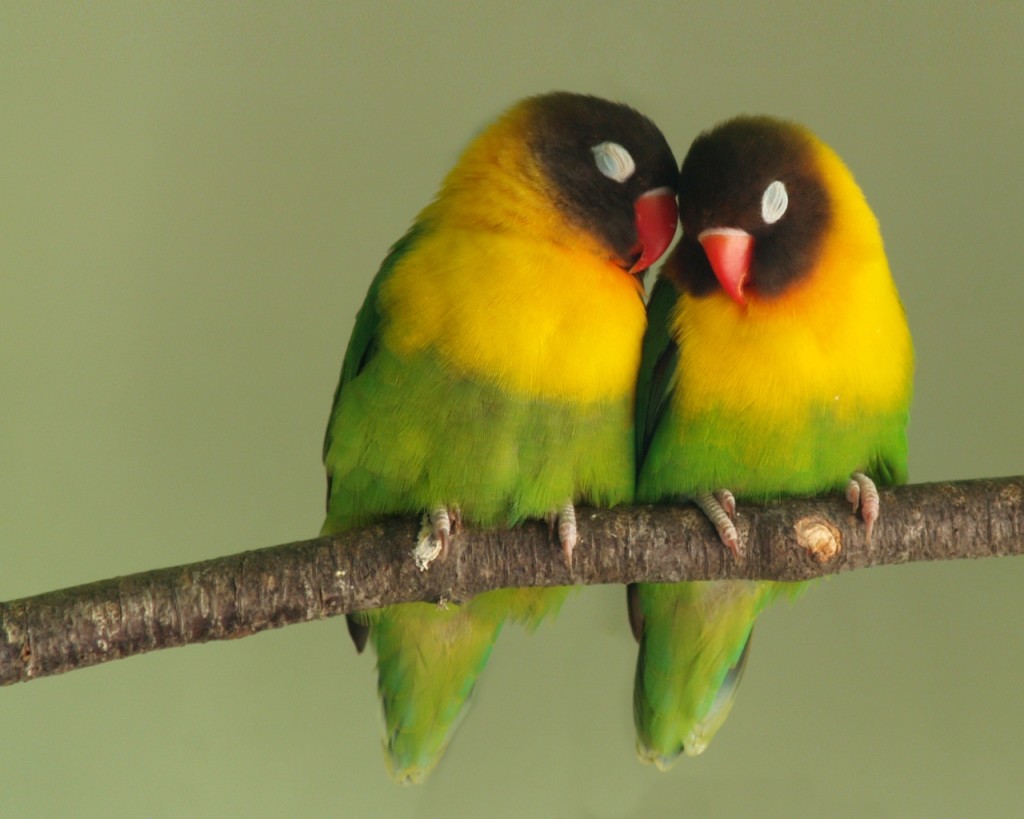 Green Love Birds Pare