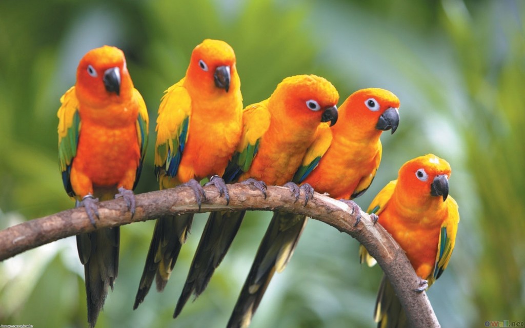 Parrots family