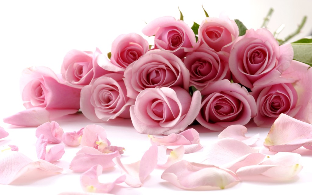 awesome pink rosebuds