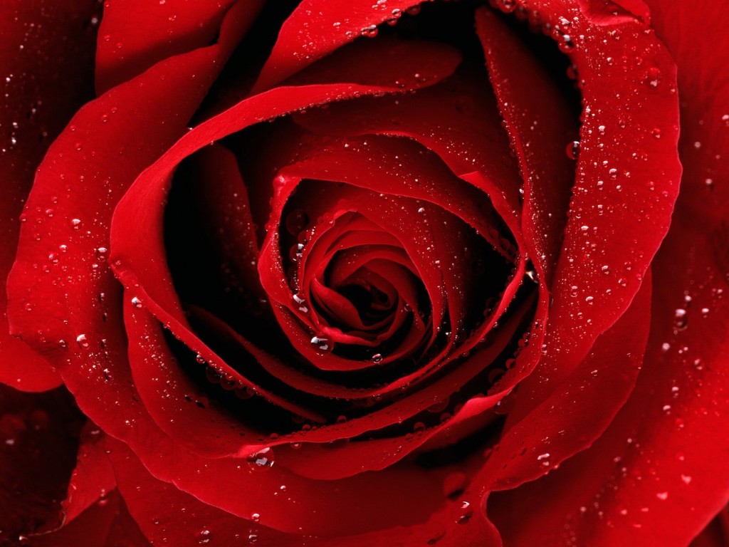 pure red rose