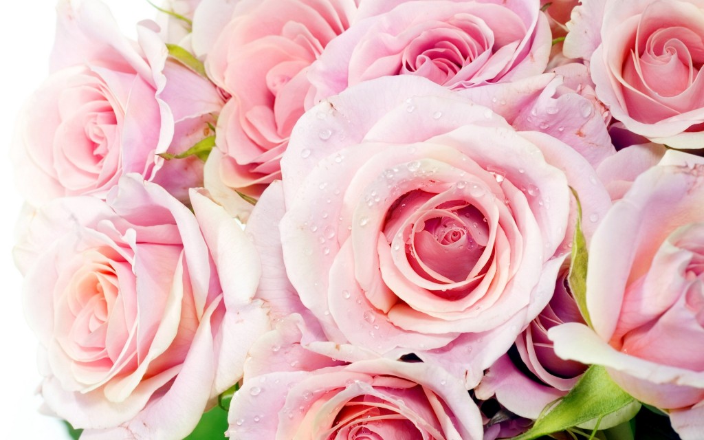 natural pink roses