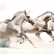 horses in the beach