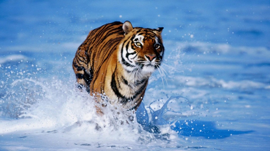 tiger fast running in water