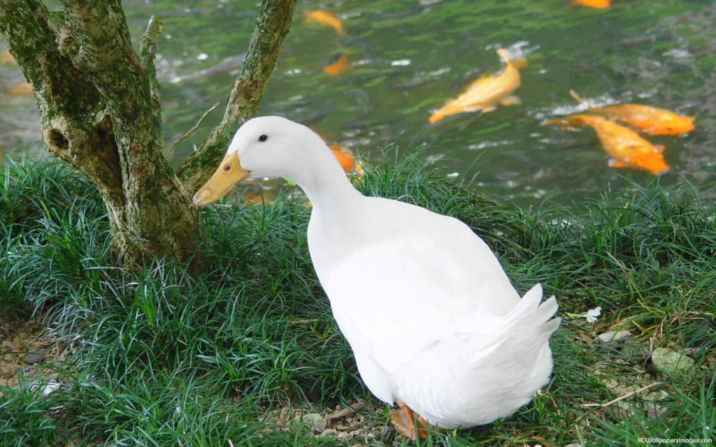 white duck with gold fish