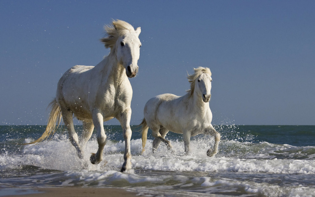 couple of white horse on beach