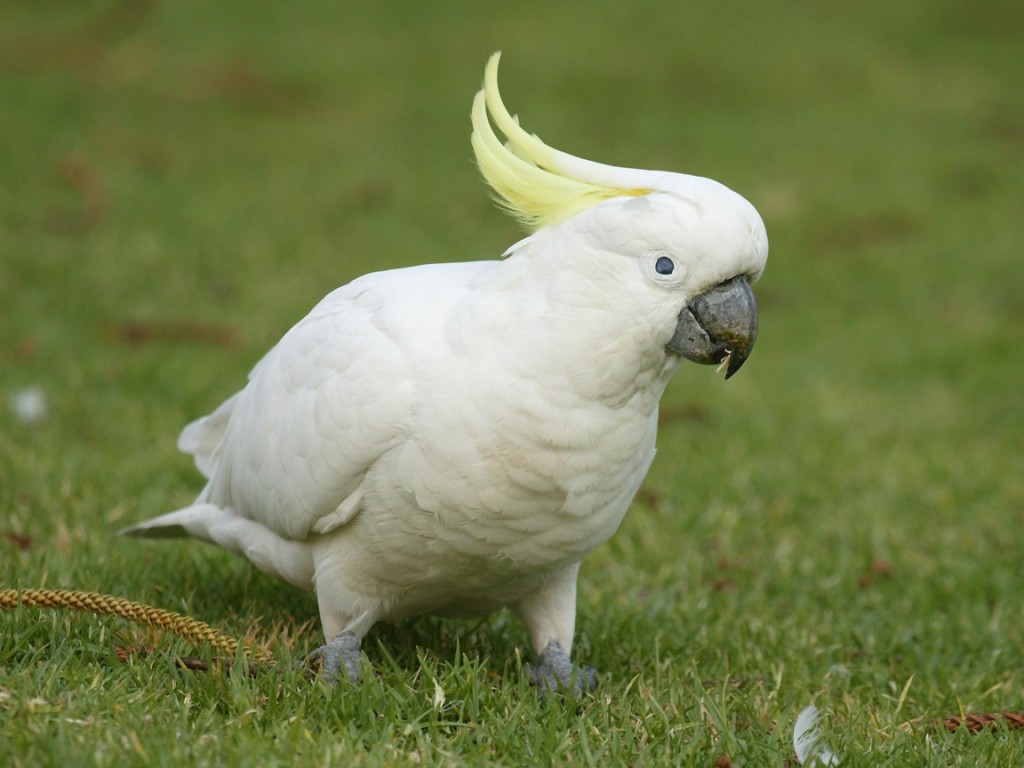 white macao parrot