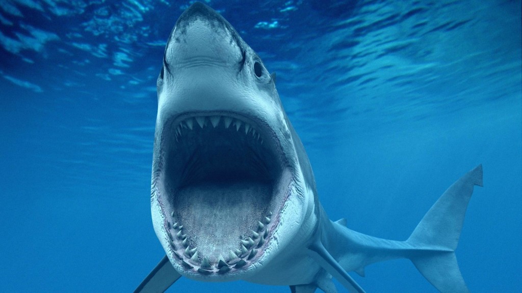 sea shark open mouth
