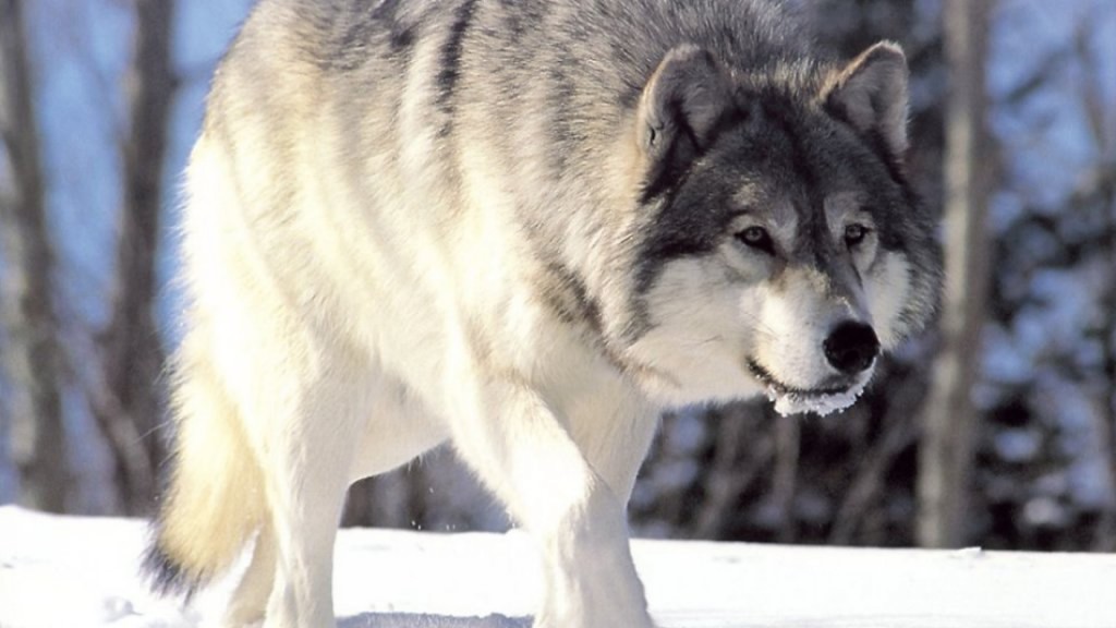 white wolf enjoy snow