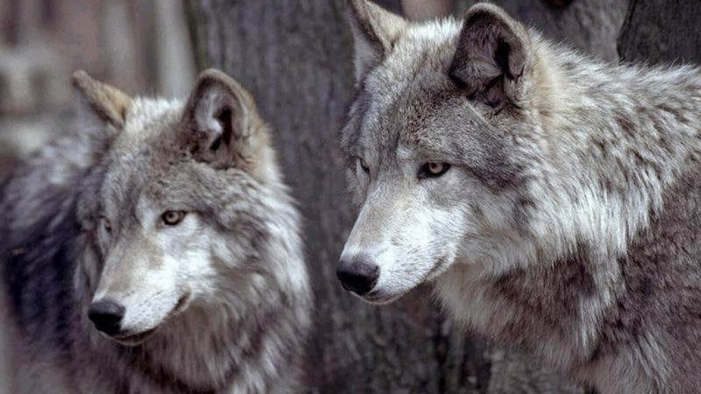 beautiful wolf couple
