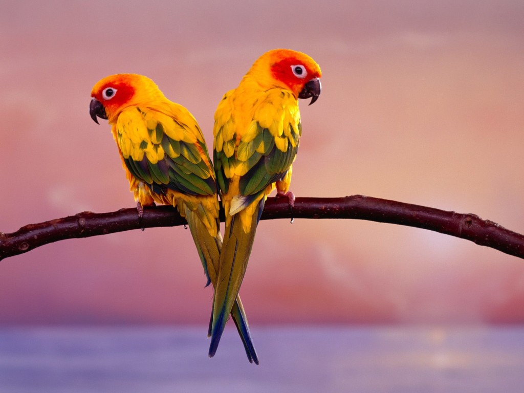 Red & Yellow parrots