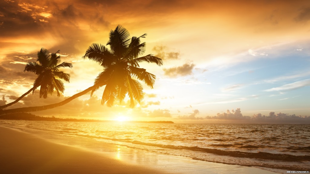 beach Palm Tree