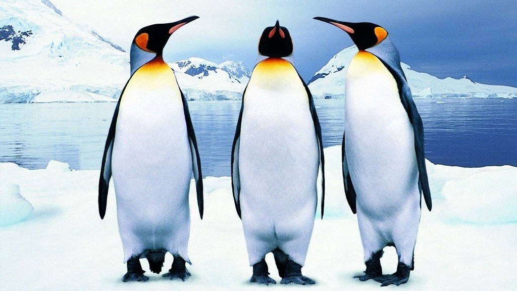 group of Penguin