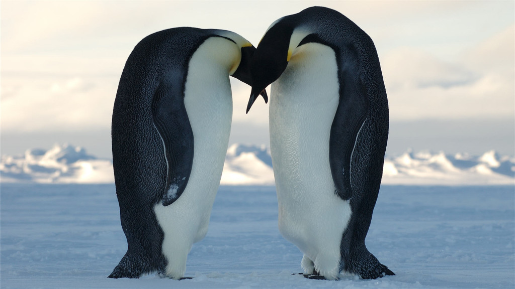 love Penguin