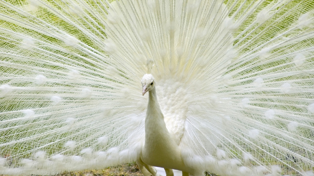 white dancing peacock
